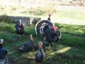 Sahte Parayla Satın Alınan Kaz Ve Hindiler Bulundu