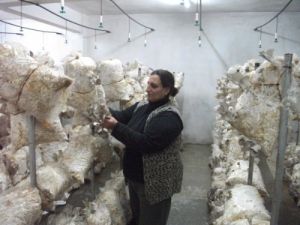 Muğla'da Kayın Mantarı Üretimi Artıyor