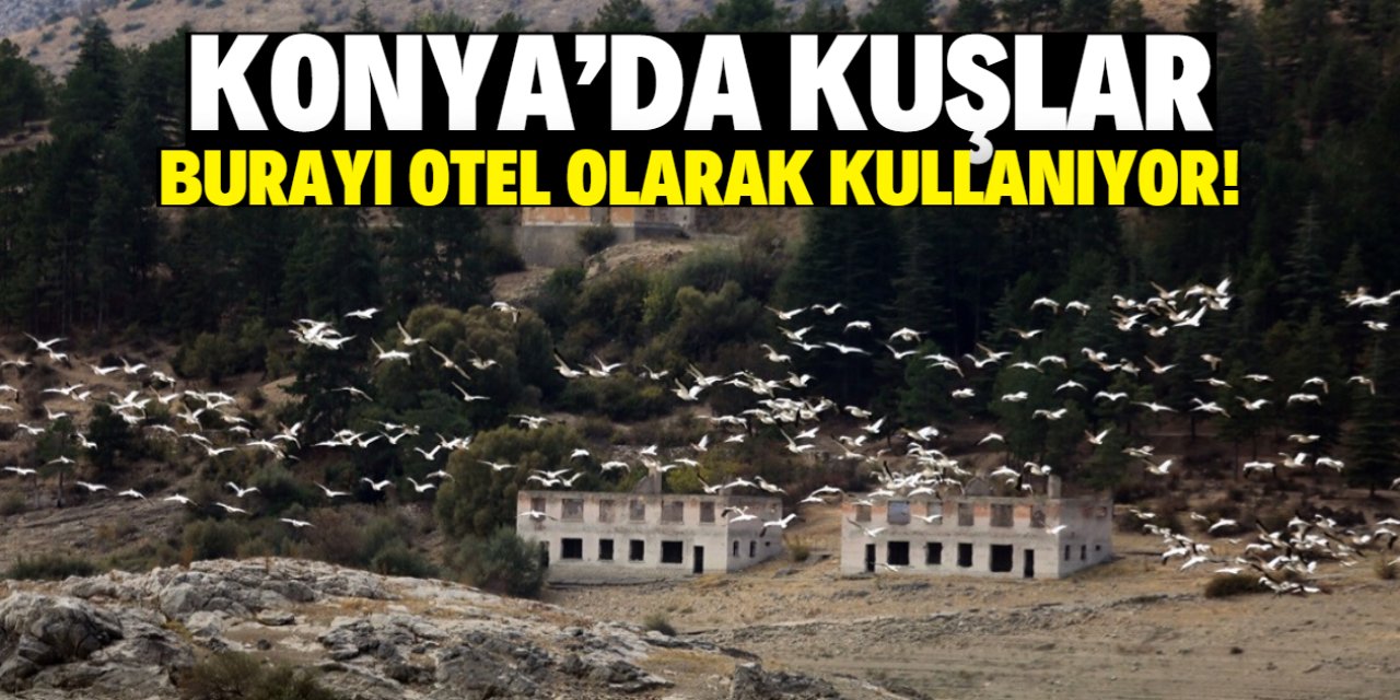 Konya'da kuşlar burayı otel olarak kullanıyor! Her türlü olanak var