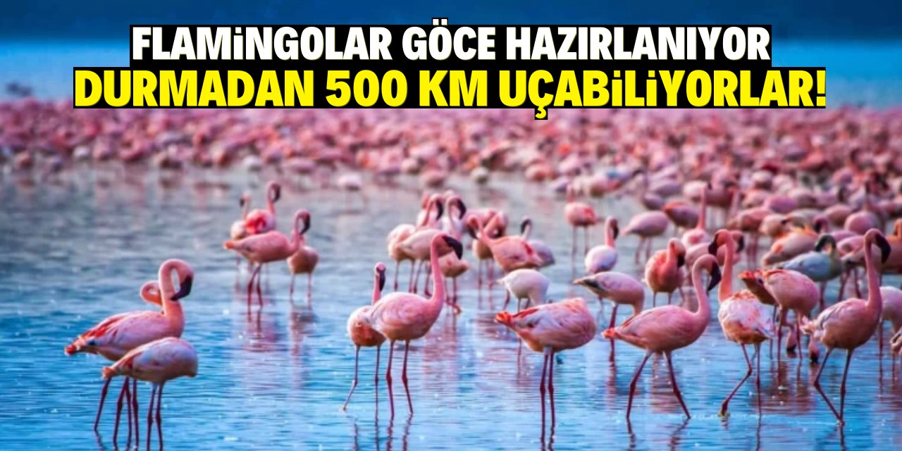 Flamingolar göce hazırlanıyor durmadan 500 km uçabiliyorlar!