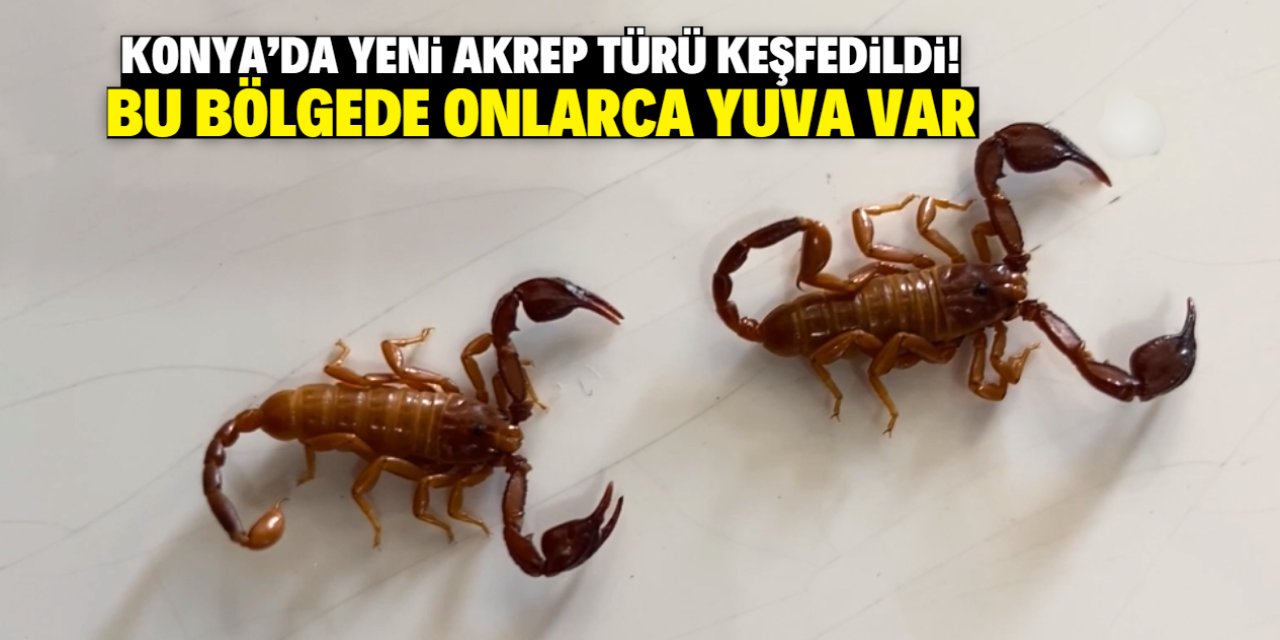 Konya'da yeni bir akrep türü keşfedildi! Bu bölgede çok sayıda var