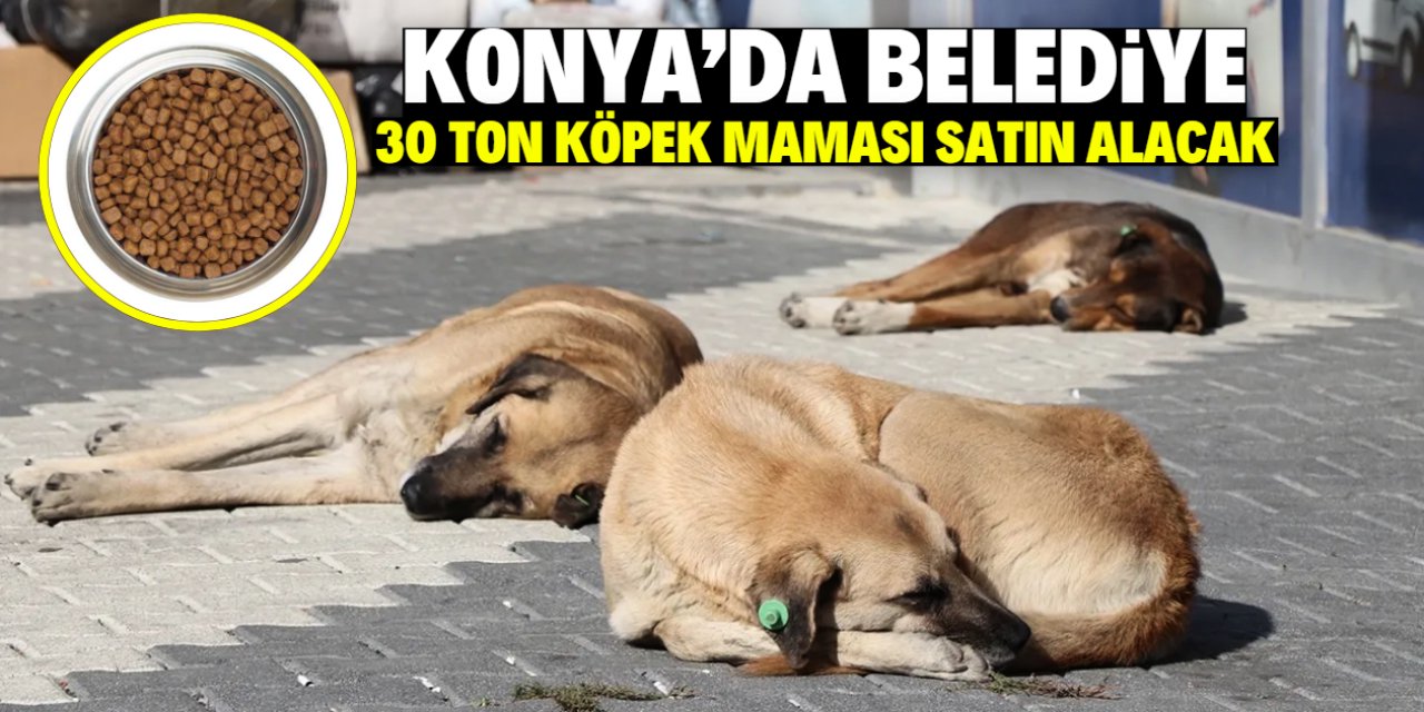 Konya'da belediye 30 ton köpek maması satın alacak