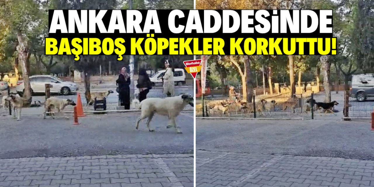 Ankara Caddesinde sürü halinde gezen köpekler korkuttu!