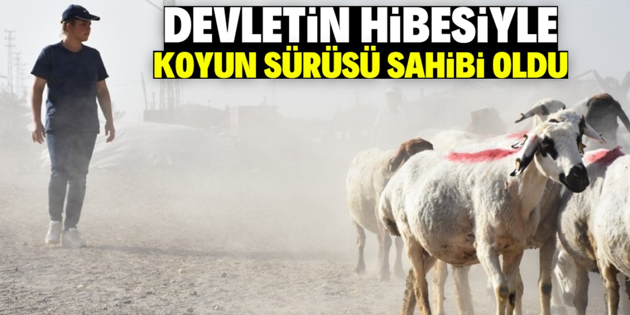 Üniversite mezunu kadına devlet hibe verdi! Parayla koyun sürüsü kurdu