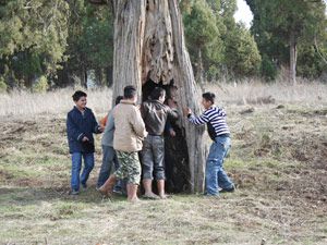 Ağaç oyuğu oyun alanı oldu