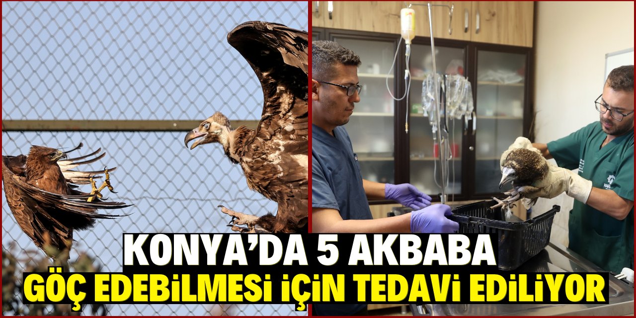 Konya'da 5 akbaba göç edebilmesi için tedavi ediliyor