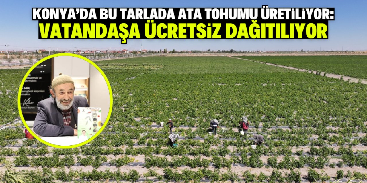 Konya'da vatandaşa ücretsiz ata tohumu dağıtılıyor