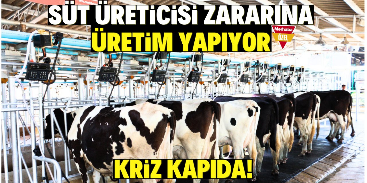 Süt üreticisi zararına üretim yapıyor! Kriz kapıda