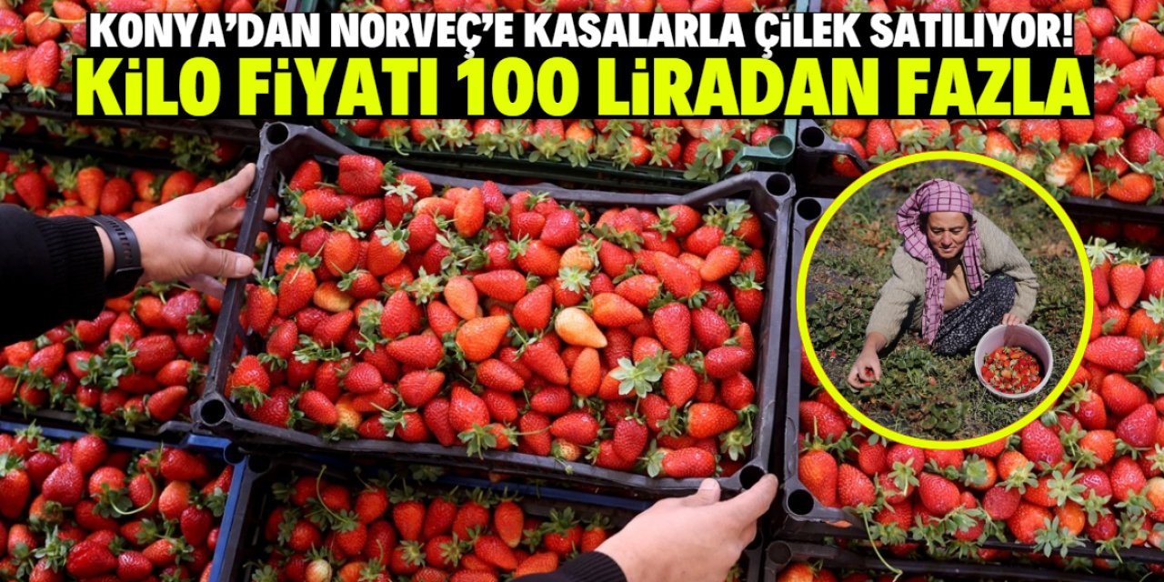 Konya'dan Norveç'e taze çilek satışı devam ediyor! Kilo fiyatı 100 lirayı geçti