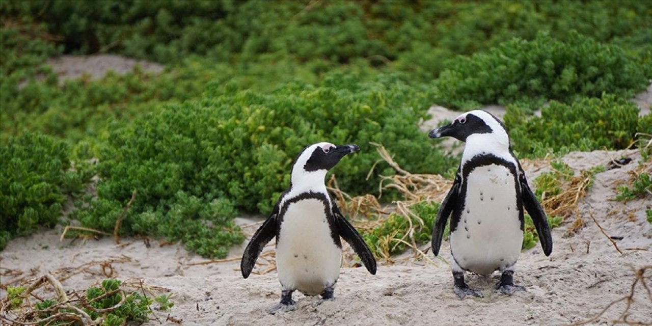 Afrika penguenlerinin nesli tehlike altında