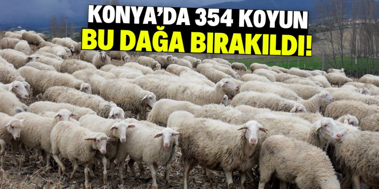 Konya'da 354 koyun bu dağa bırakıldı! Özgürce gezecekler