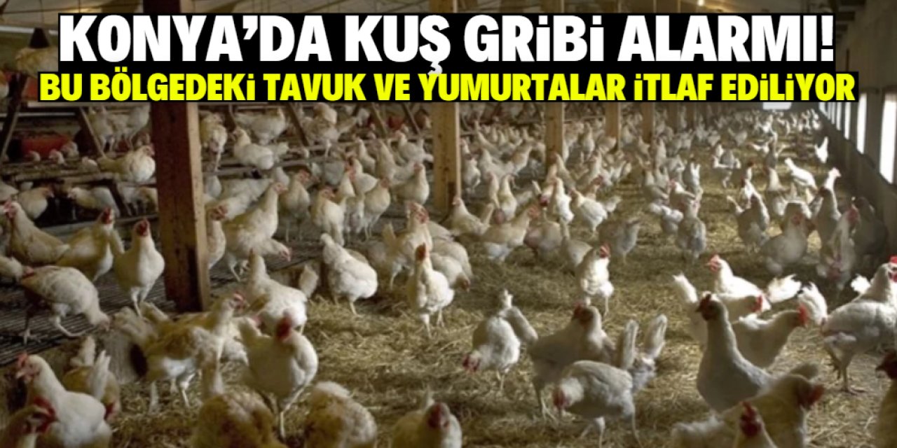 Konya'da bu 10 kilometrelik alanda kuş gribi alarmı! Tavuklar ve yumurtalar  itlaf ediliyor