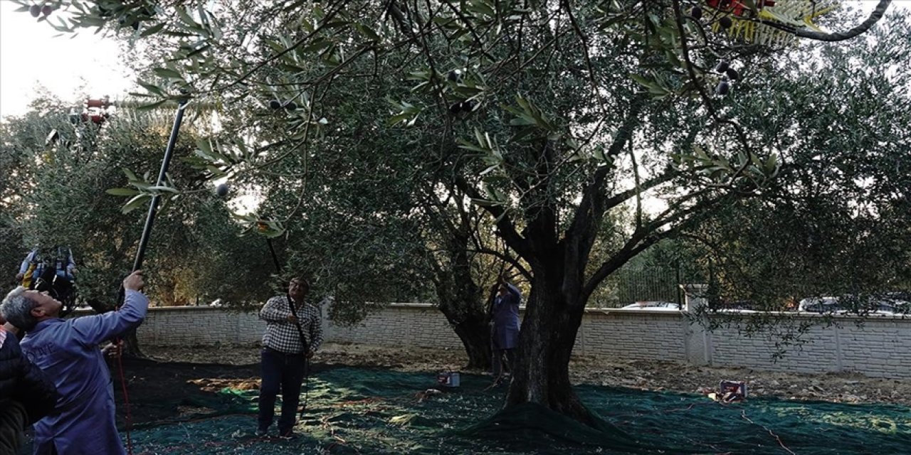 1 asırlık ağaçtan zeytin hasadı