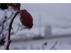 Erzurum'da Görüş Mesafesi 20 Metreye Düştü