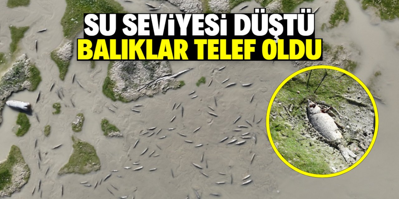 Su seviyesi düşen barajdaki balıklar telef oldu