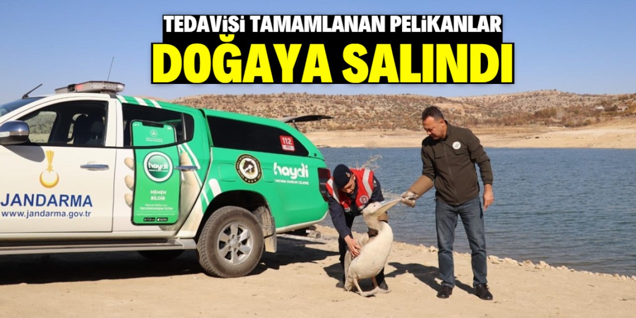 Tedavisi tamamlanan pelikanlar doğaya salındı