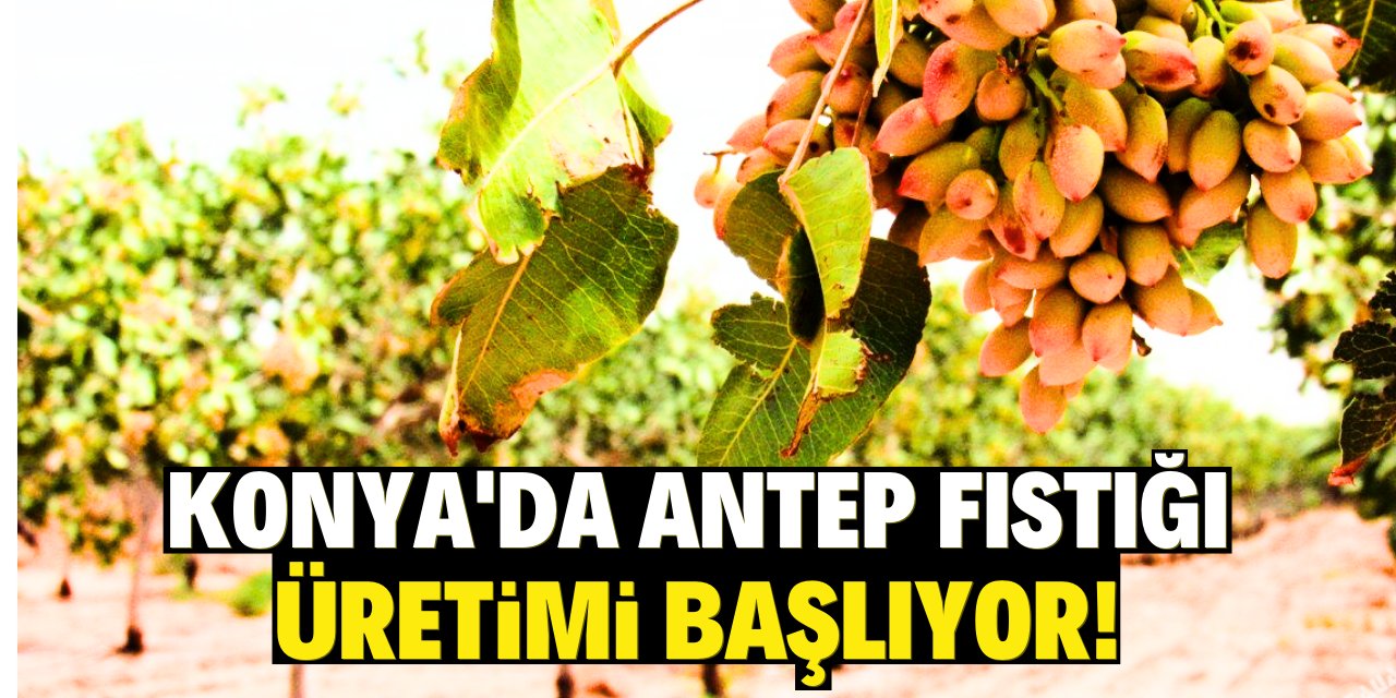 Konya'da Antep fıstığı üretimi başlıyor! 3 ilçeye ekim yapıldı