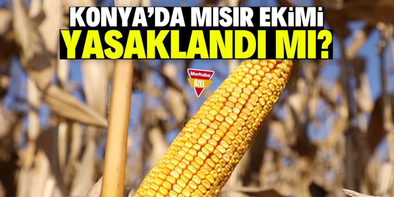 Konya'da gündem olacak iddia: Mısır ekimi yasaklandı mı?