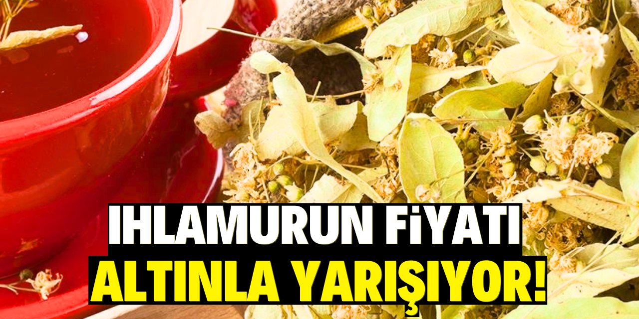 Ihlamurun fiyatı altınla yarışıyor!