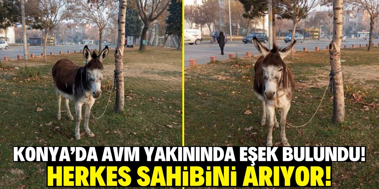 Konya'da AVM yakınında eşek bulundu! Herkes sahibini arıyor