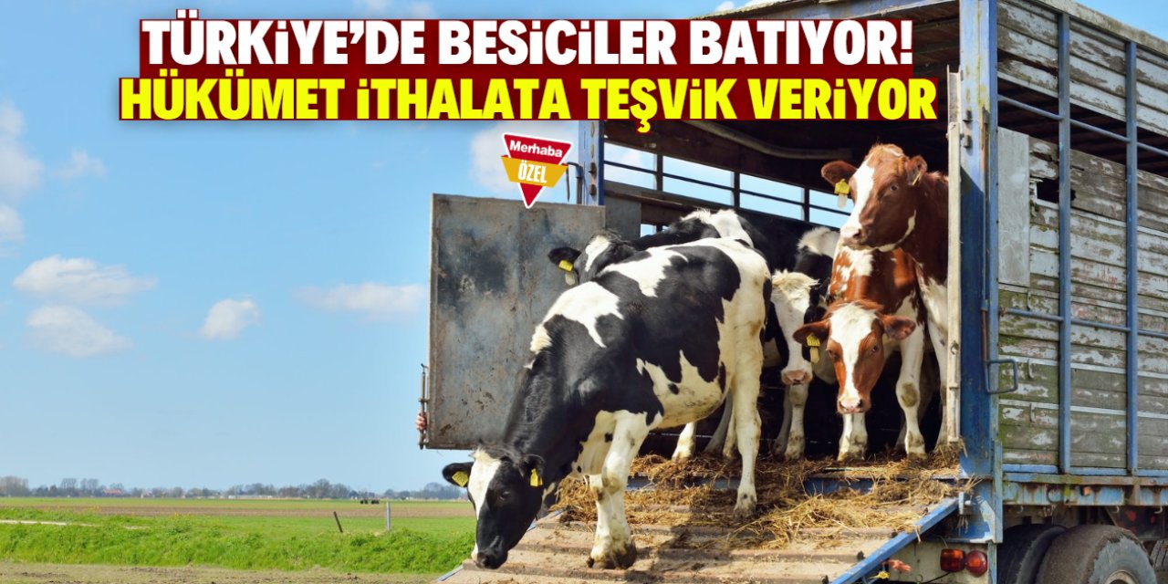 Türkiye'de besiciler peş peşe batıyor! Hükümet hayvan ithalatına teşvik veriyor