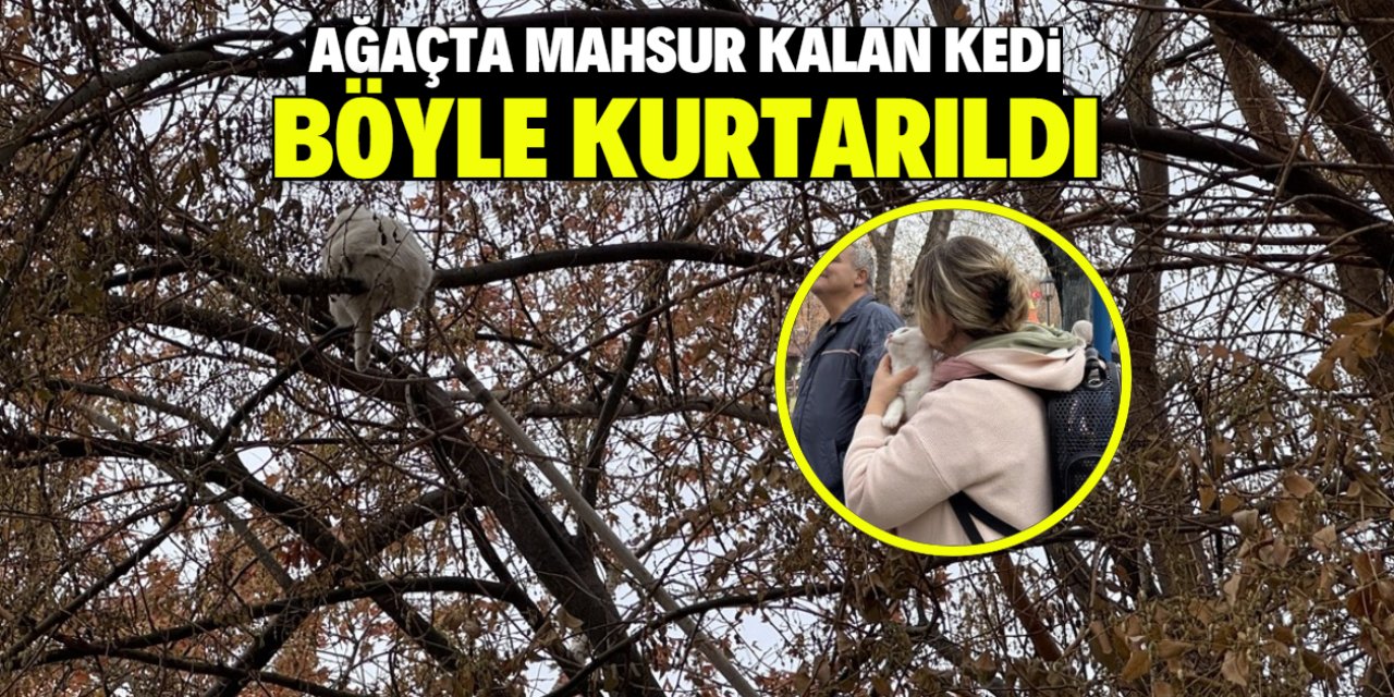 Ağaçta mahsur kalan kediyi itfaiye böyle kurtardı