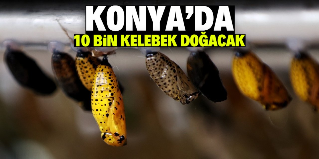 Konya'da 10 bin kelebek doğacak! Tarih belli oldu