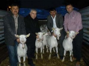 Dağ Köyleri Saanen Keçileri İle Kalkınacak