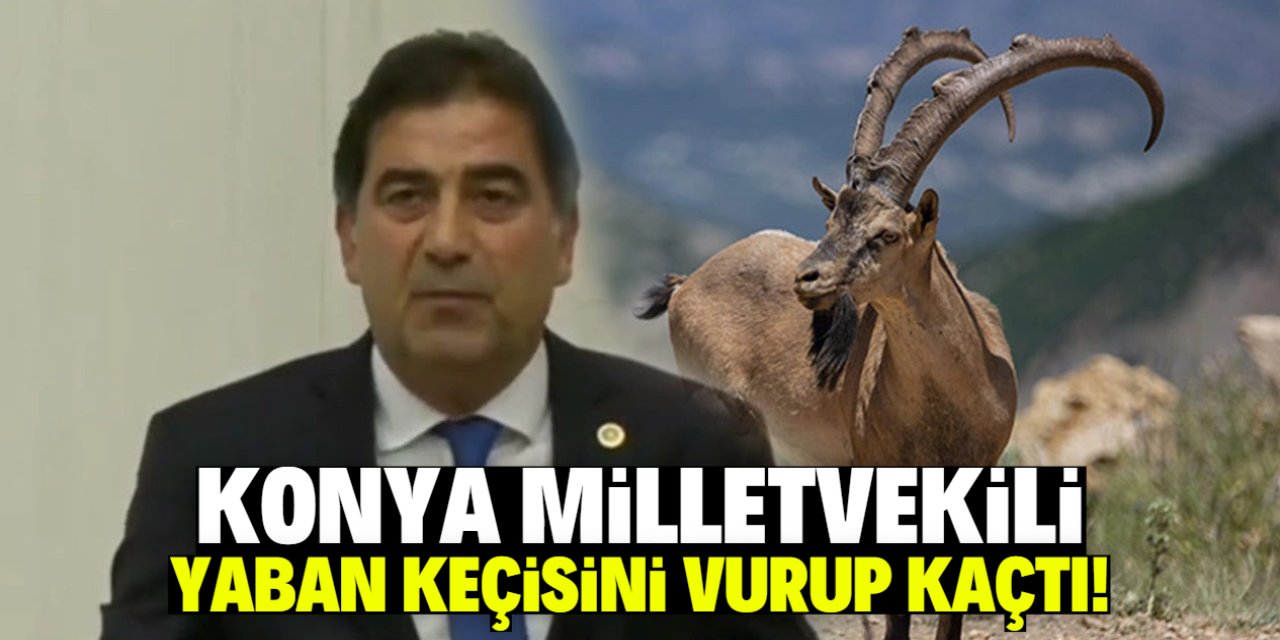 Konya Milletvekili yaban keçisini vurup kaçtı! 700 bin lira ceza yedi