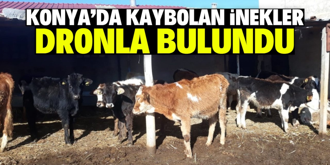 Konya'da kaybolan 12 inek dronla bulundu