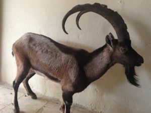 Yaralı Dağ Keçisine Sahip Çıkıldı