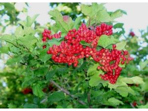Melikgazi Belediyesi Gilaburu Üreticisini Destekleyecek
