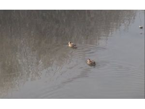 Kura Nehri'nin Sevimli Misafirleri