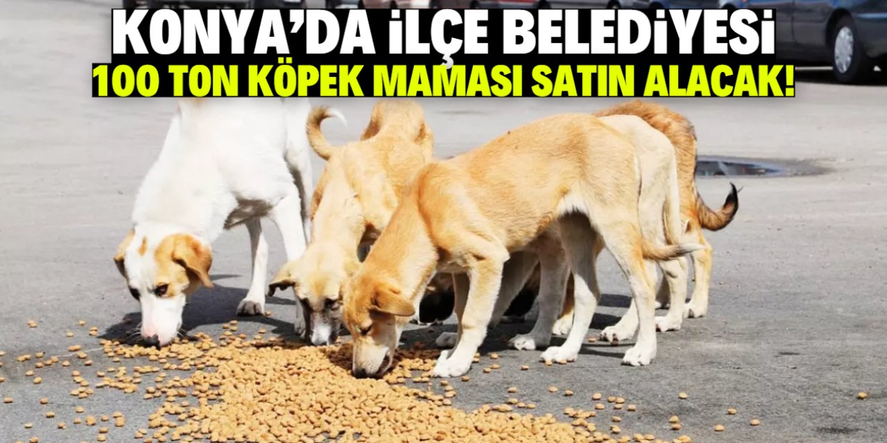 Konya'da ilçe belediyesi 100 ton köpek maması satın alacak!