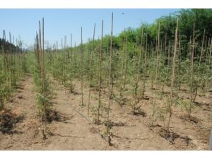 Fidan Üretimine Standart Geliyor