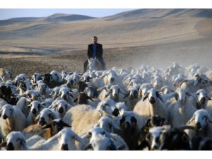 3 bin 500 lira maaşla çoban olmanın 8 şart