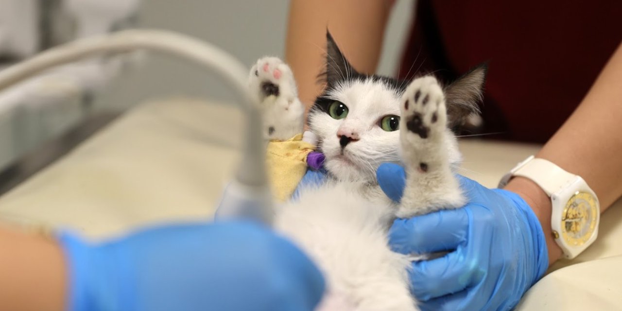 Konya'da Hayvan hastanesinde yılda 20 bin müdahale