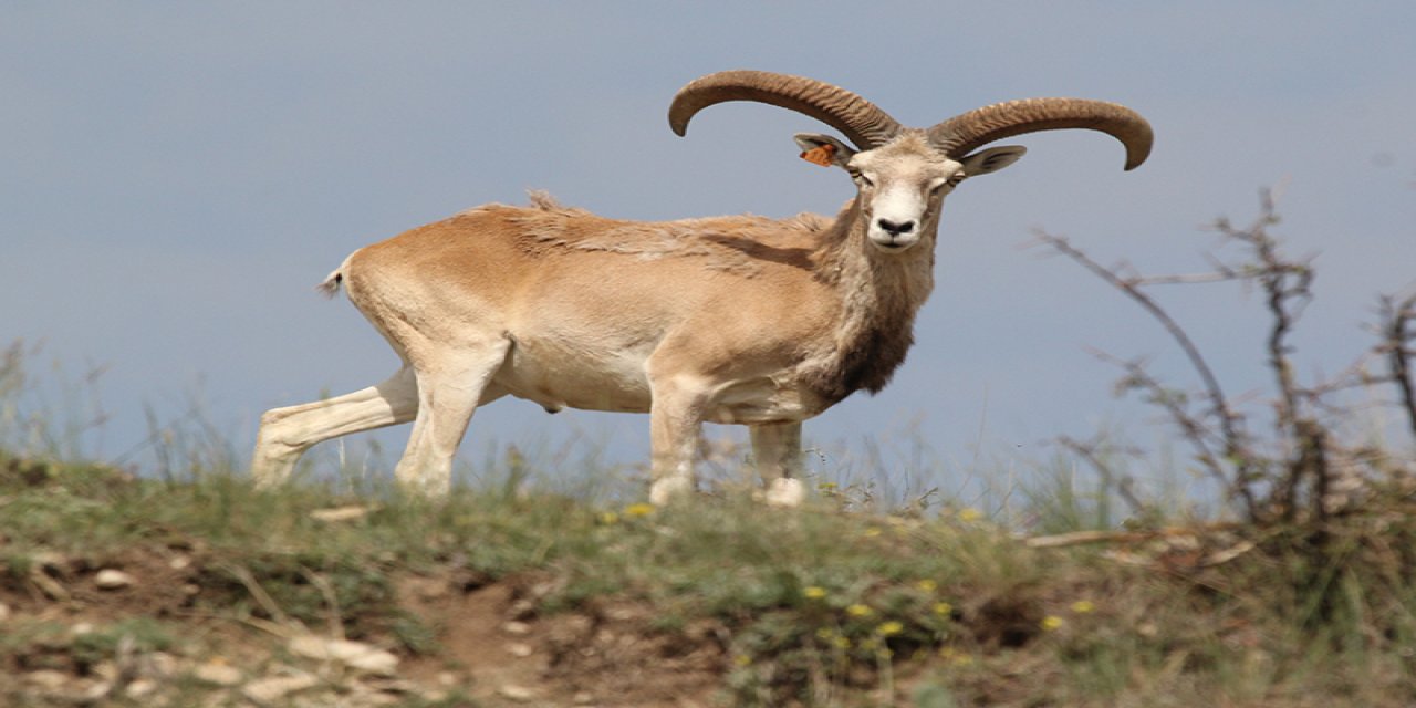 ​​​​​Yaban hayatı kaçakçılığı  ekositeme zarar veriyor