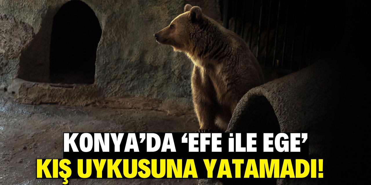 Konya’da ‘Efe ile Ege’ kış uykusuna yatamadı!