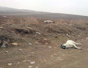 Ereğli'de 20 köpek boş arazide ölü bulundu
