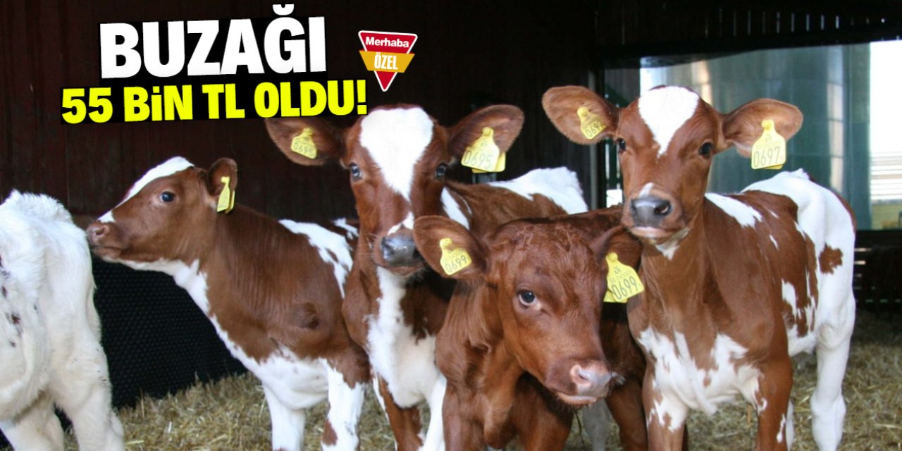 7 günlük buzağının fiyatı 55 bin TL oldu!