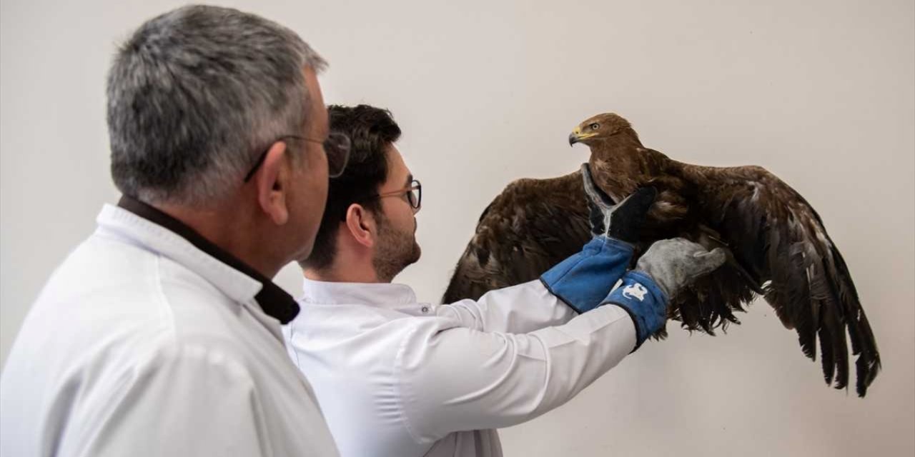 Konya'da yaralı kaya kartalı bulundu