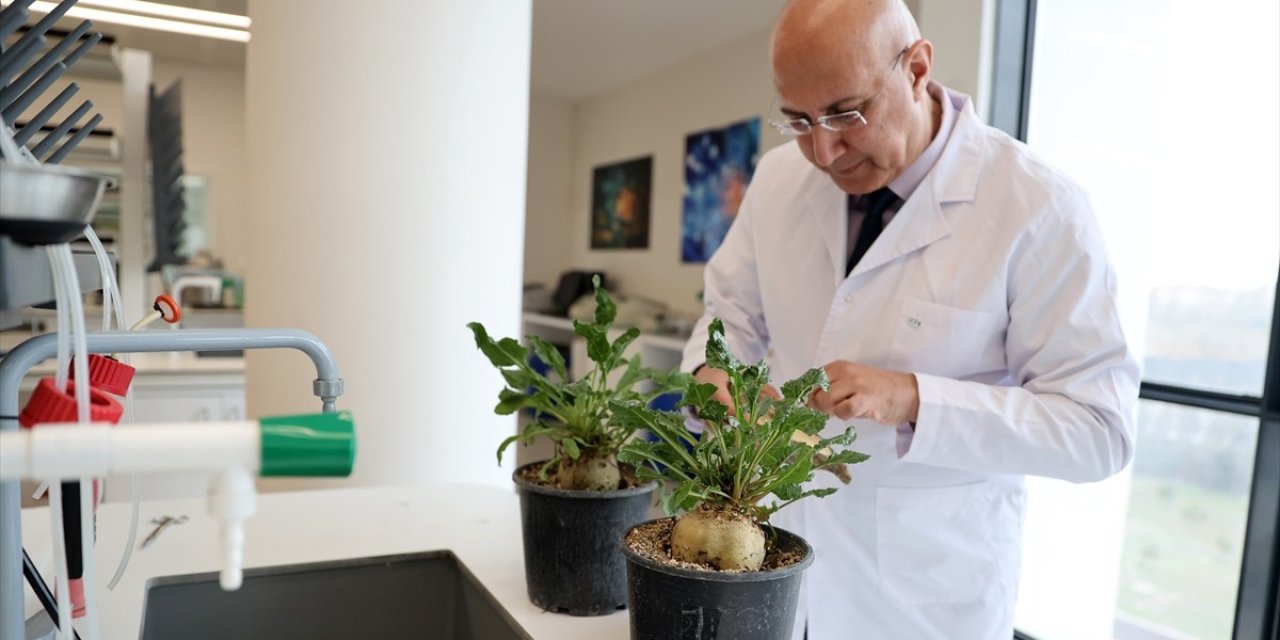 Pancarda hastalığın 'bakterilerle tedavisi' çevreyi de koruyacak