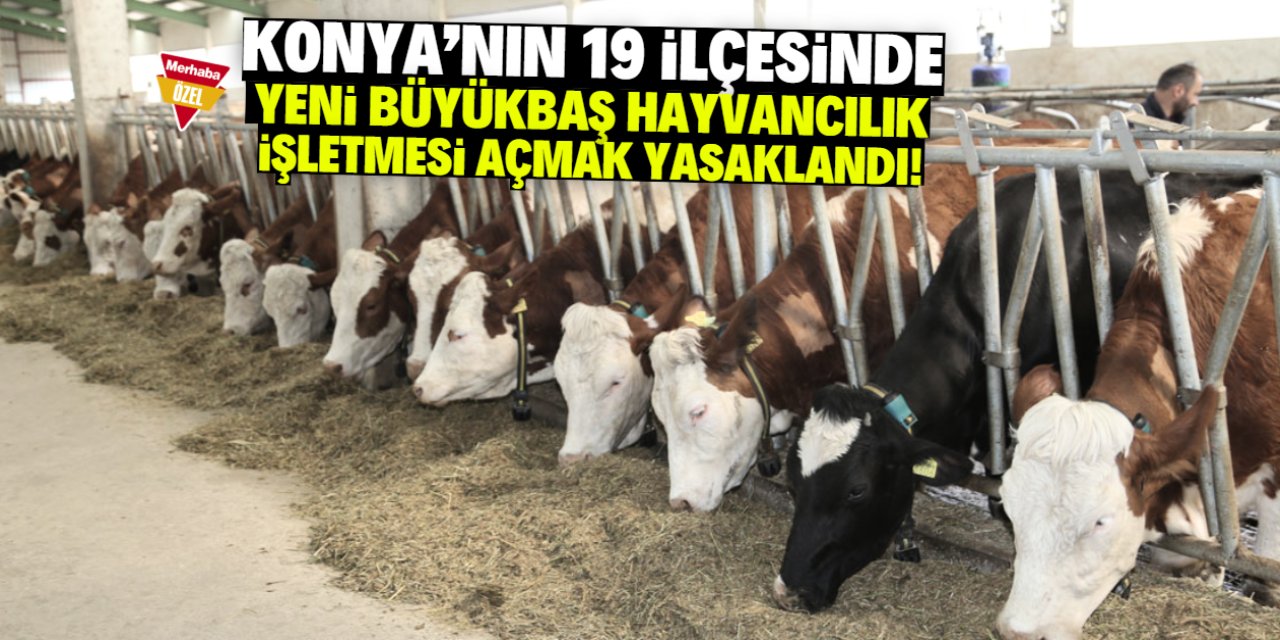 Konya’nın 19 ilçesinde 'yeni büyükbaş hayvancılık işletmesi' açmak yasaklandı!