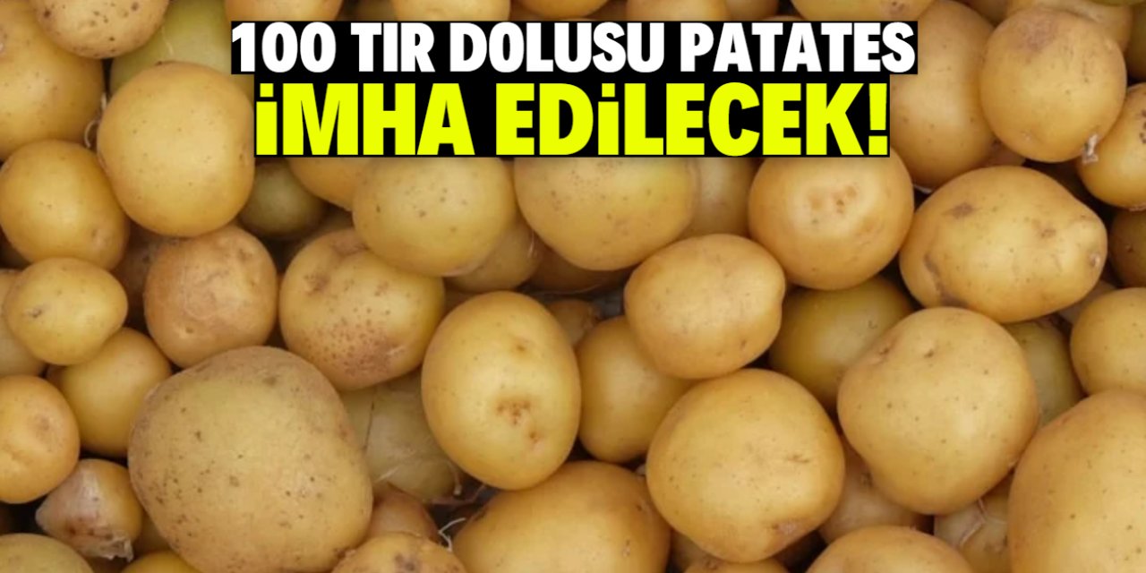 100 TIR dolusu patates sağlığa zararlı çıktı! İmha edilecek