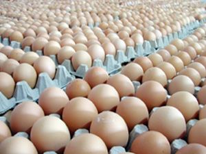Yumurta fiyatlarındaki düşüş devam ediyor