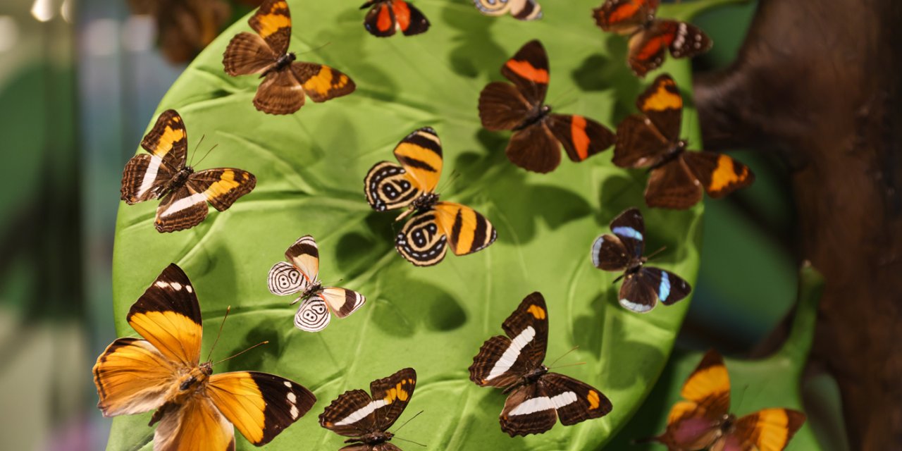 Kelebek Bahçesi en çok aranan konumlar arasında