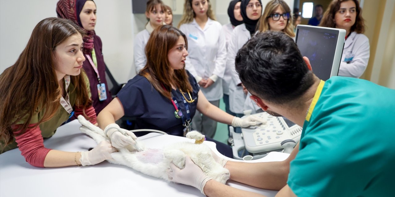 Konya'daki hayvan hastanesinde 5 bin operasyona imza atıldı