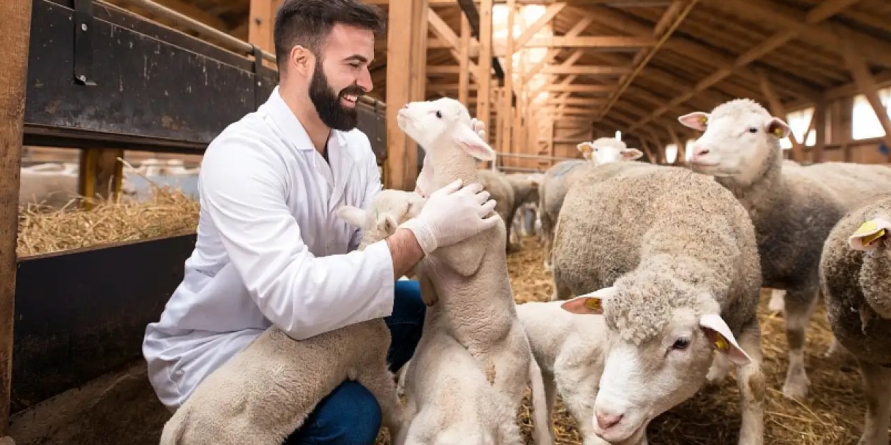 Üretici hayvan sigortasını yeni yeni keşfediyor