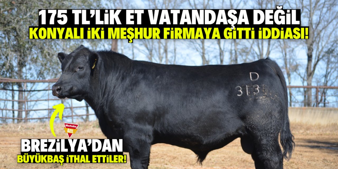 Konyalı iki meşhur firma Brezilya'dan hayvan ithal etti! Kilosu 175 TL